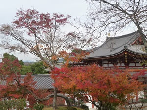 秋の平等院