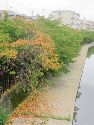 オレンジ色の河津桜