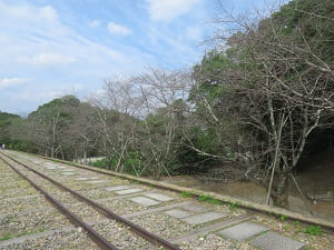 葉が散った桜