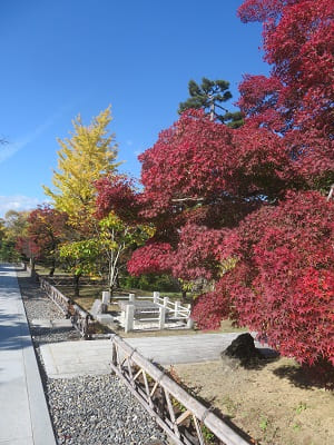 紅葉と黄葉