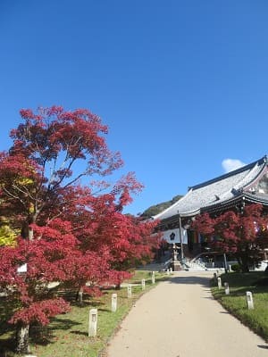 紅葉と金堂