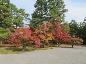 建春門近くの紅葉