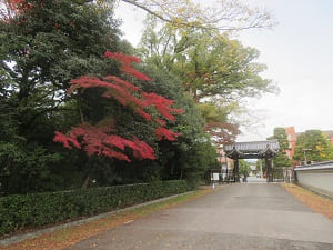 今出川御門と紅葉