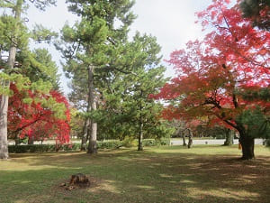 芝生と紅葉