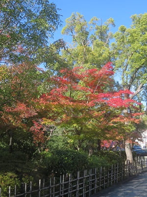 北に向かう参道の紅葉