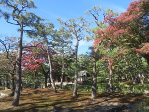 木々に混ざる紅葉