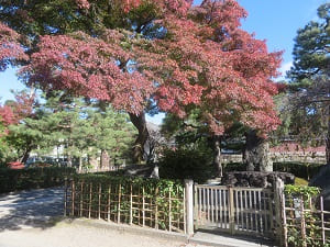 茶碑と紅葉