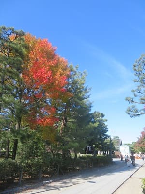 参道の紅葉