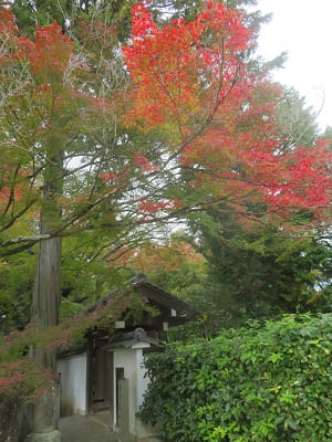 西雲院の紅葉