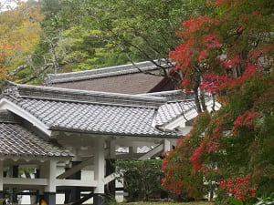 紅葉と屋根