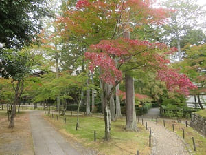 南東角の紅葉