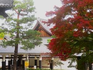 屋根と紅葉