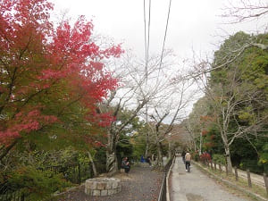 若王子橋付近の紅葉