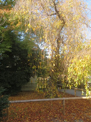 八重紅枝垂れ桜