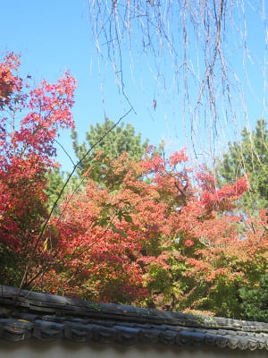 塀際の紅葉