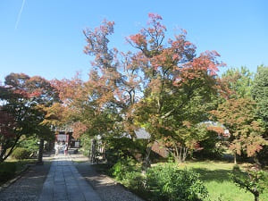 参道の紅葉