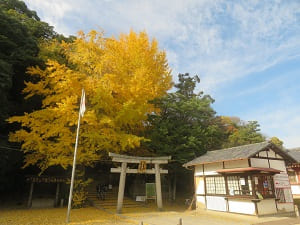 高良神社のイチョウ