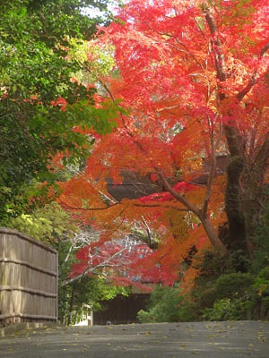 清峯殿の前の紅葉