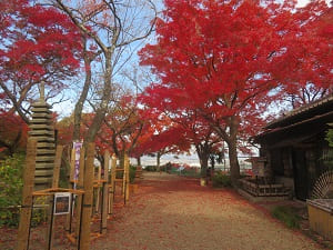 展望台の紅葉