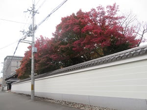 塀際の紅葉