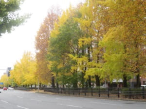 様々な色の街路樹