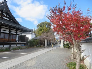 塀際の紅葉