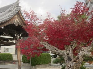 カエデの古木と紅葉