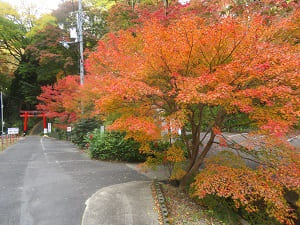 鳥居と紅葉