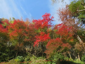 青空と紅葉