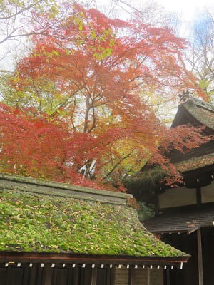 屋根と紅葉