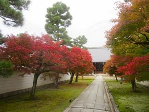 参道の紅葉