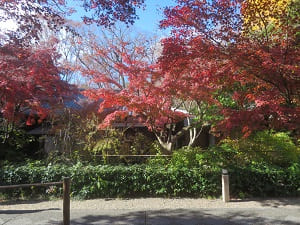 参道の紅葉