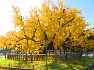 金色に輝くイチョウ