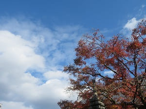 紅葉と空