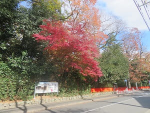 入り口の紅葉