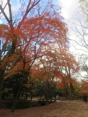 見ごろの紅葉