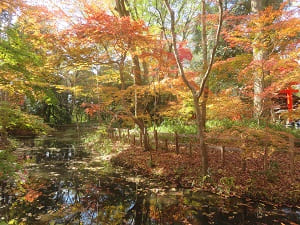 瀬見の小川と紅葉