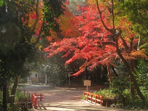 あけ橋と紅葉