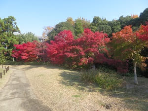 見ごろの紅葉