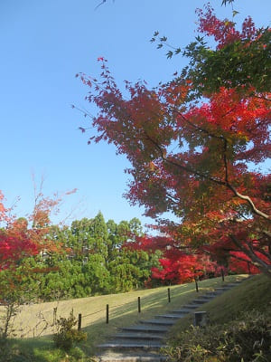 見上げる紅葉