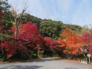 紅葉と男山