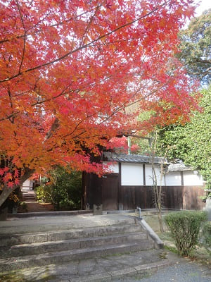 山門前の紅葉