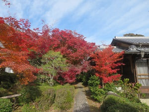 見ごろの紅葉