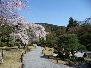 春の知恩院