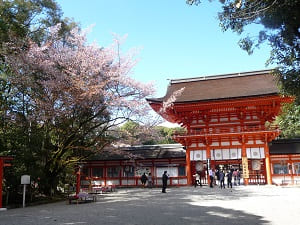 春の下鴨神社