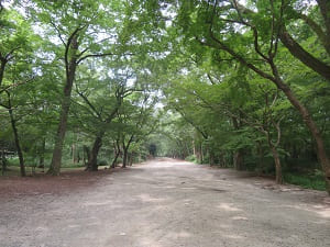 夏の下鴨神社