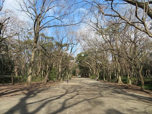 冬の下鴨神社