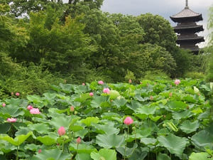 夏の東寺