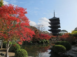 秋の東寺