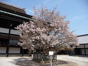 春の京都御所